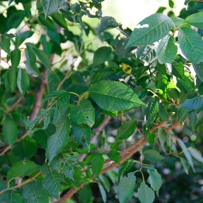 Prunus x subhirtella Autumnalis Rosea