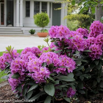 Rhododendron Dandy Man® Purple