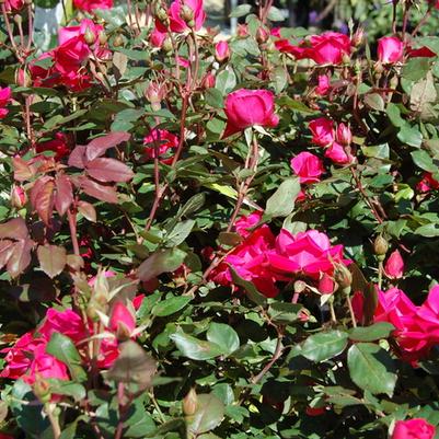 Rosa Knock Out® Pink Double