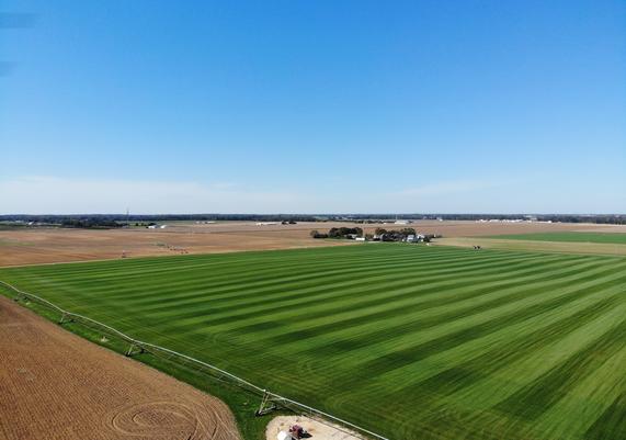 Sod Field