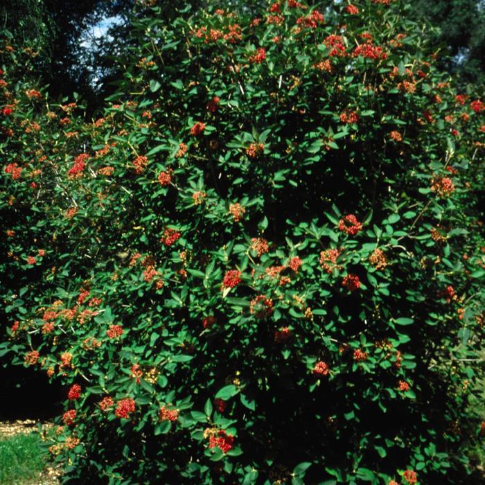 Viburnum rhytidophylloides Alleghany