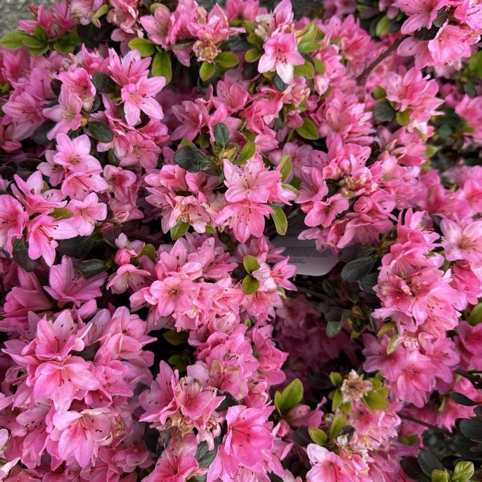 Azalea Kurume hybrid Tradition
