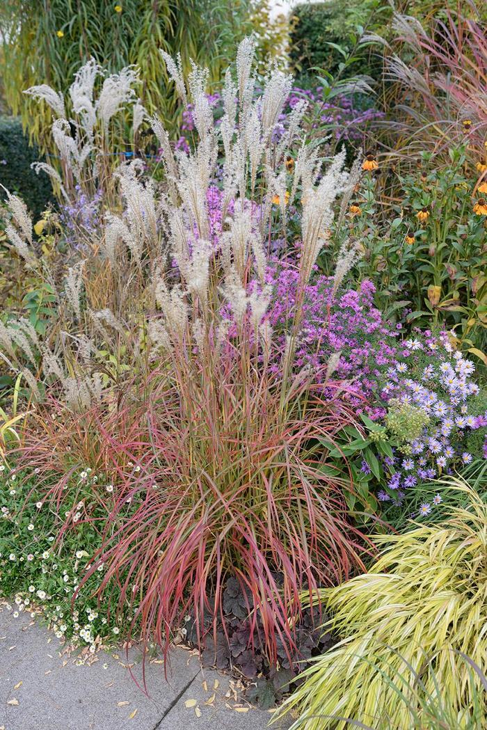 Miscanthus sinensis Little Miss
