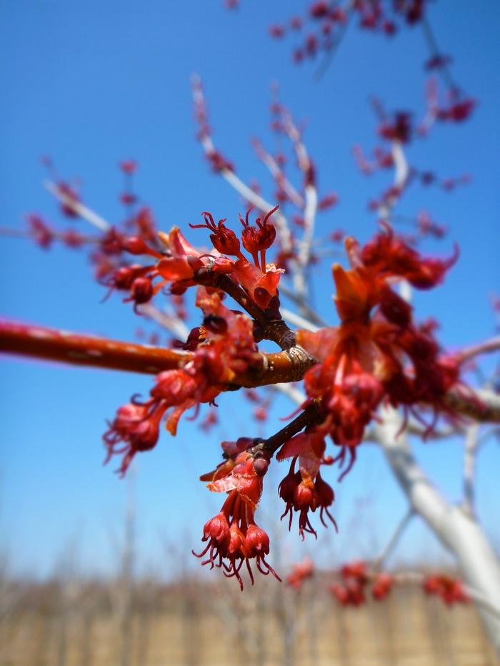 What's A Red Maple, Anyway?, Johnson's Nursery