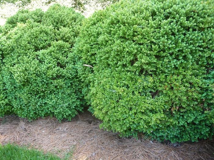 Buxus Green Velvet Boxwood From Johnson Farms Inc