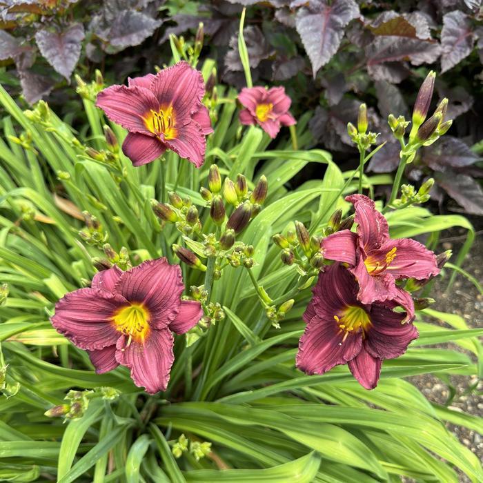 Hemerocallis Little Grapette