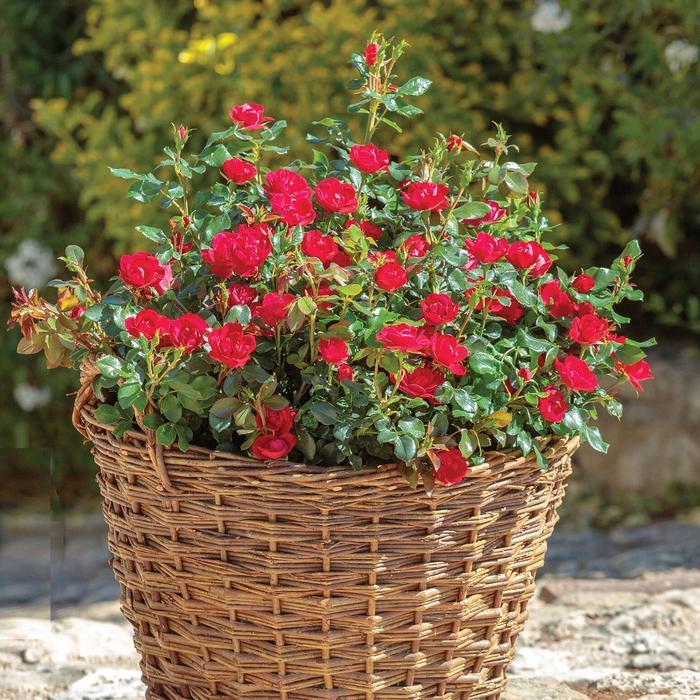 Rosa Knock Out® Petite 