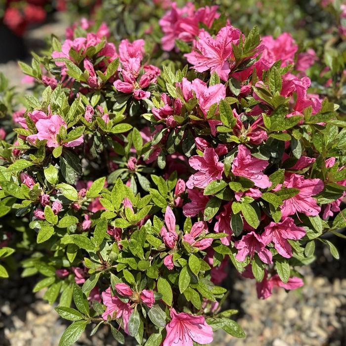 Azalea Kurume hybrid Tradition