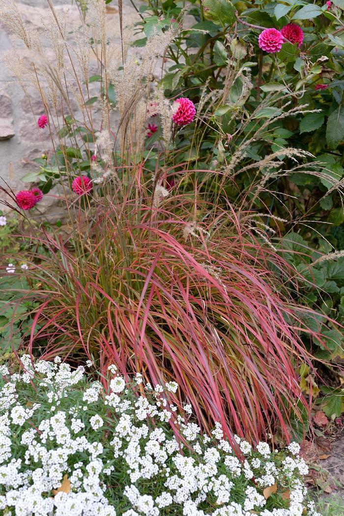 Miscanthus sinensis Little Miss