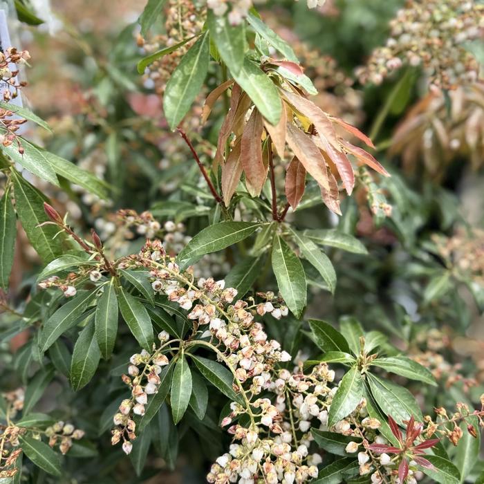 Pieris japonica Dorothy Wycoff