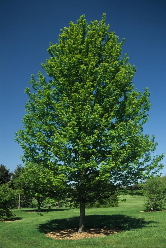 Autumn Fantasy Maple, Johnson's Nursery