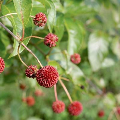 Cephalanthus occidentalis Sugar Shack®