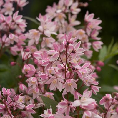 Deutzia Yuki Cherry Blossom®