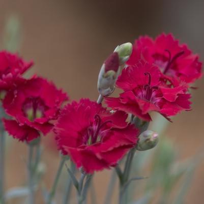 Dianthus Star Single™ Fire Star