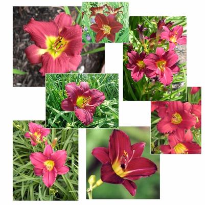 Hemerocallis Pardon Me