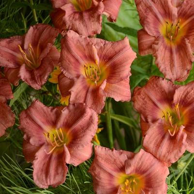 Hemerocallis Rosy Returns