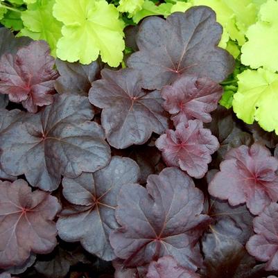 Heuchera Obsidian