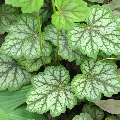 Heuchera americana Dale's Strain