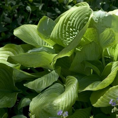 Hosta Sum and Substance