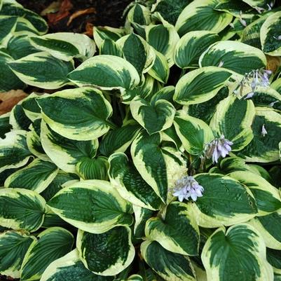 Hosta Wide Brim