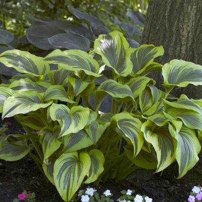 Hosta montana Aureo-marginata