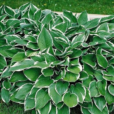 Hosta Francee