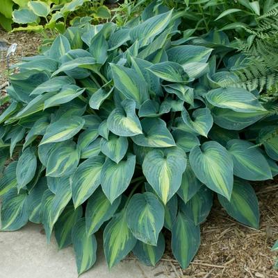 Hosta June