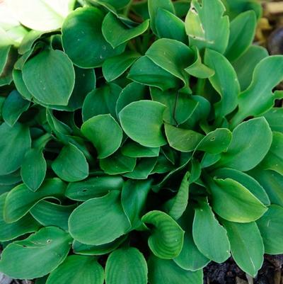 Hosta Blue Mouse Ears