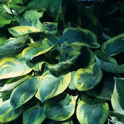 Hosta Tokudama Flavocircinalis