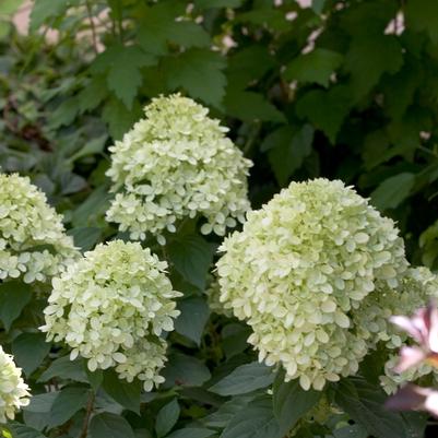 Hydrangea paniculata Little Lime®