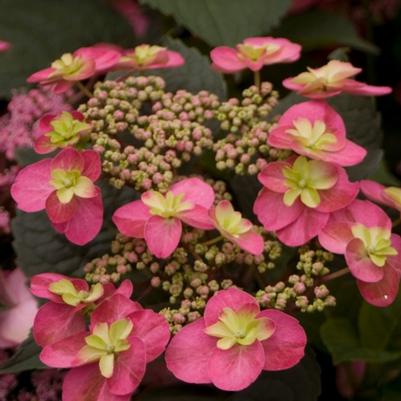 Hydrangea serrata Tuff Stuff™