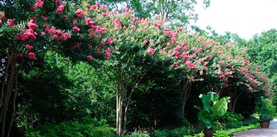 Lagerstroemia indica x fauriei Tuscarora