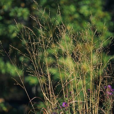 Panicum virgatum Rostrahlbusch ('Hanse Herms')