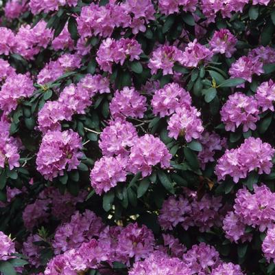 Rhododendron Roseum Elegans