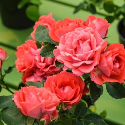 Rosa Drift® Coral