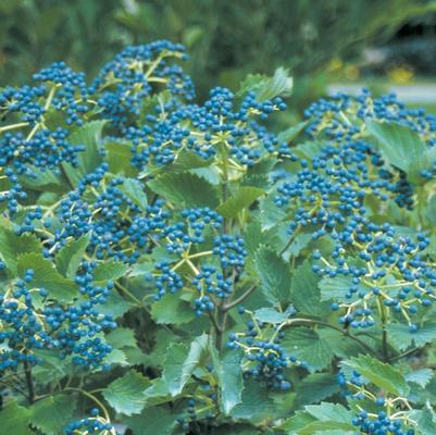 Viburnum dentatum Blue Muffin®