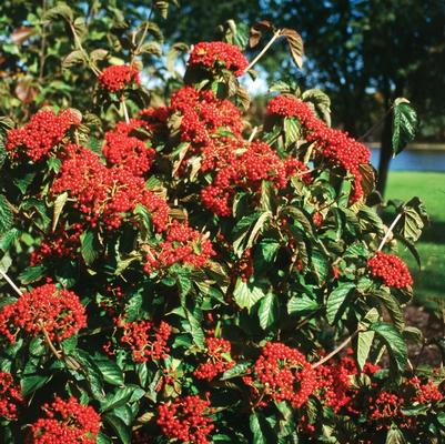 Viburnum dilatatum Cardinal Candy®