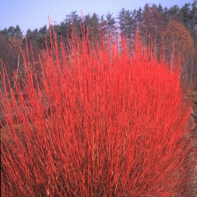 Cornus sericea Cardinal