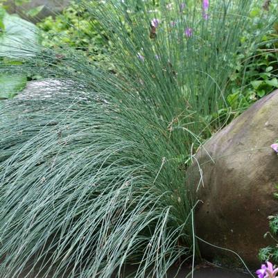 Carex stricta 