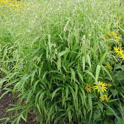 Chasmanthium latifolium 