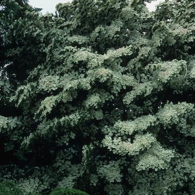 Cornus kousa chinensis 