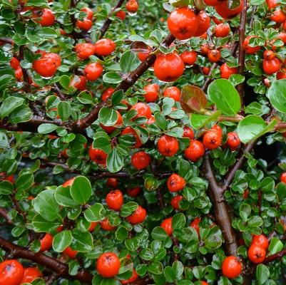 Cotoneaster apiculatus 