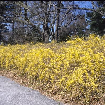 Forsythia suspensa 