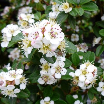 Cotoneaster dammeri Coral Beauty