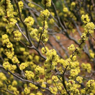 Lindera benzoin 