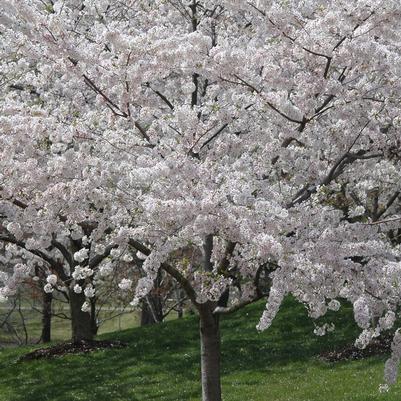 Prunus x yedoensis 