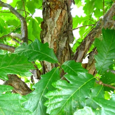 Quercus bicolor 