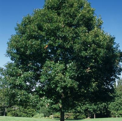 Quercus rubra 