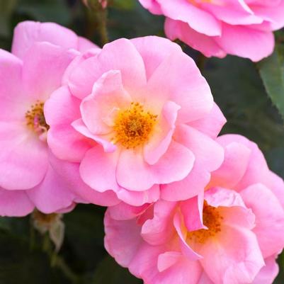 Rosa Knock Out® Peachy 