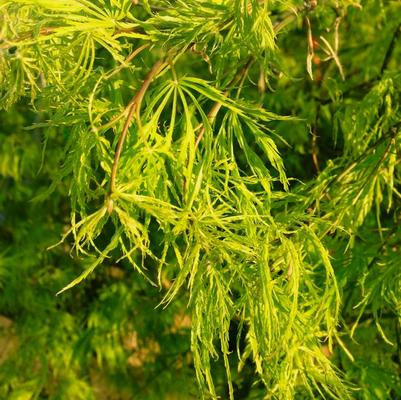 Acer palmatum var. dissectum Viridis